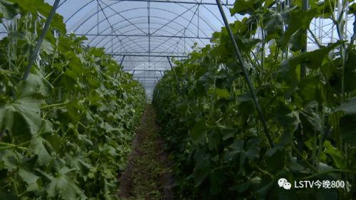 西昌今日吃瓜最新消息,揭秘今日热点事件背后的真相