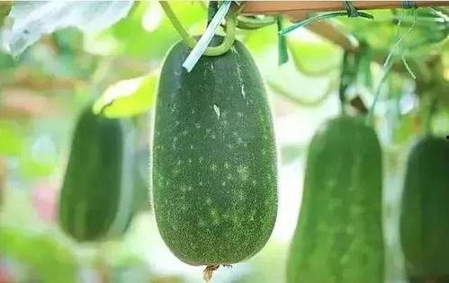 5今日吃瓜入口,热点事件深度解析