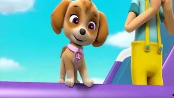 小汪汪吃瓜娱乐说